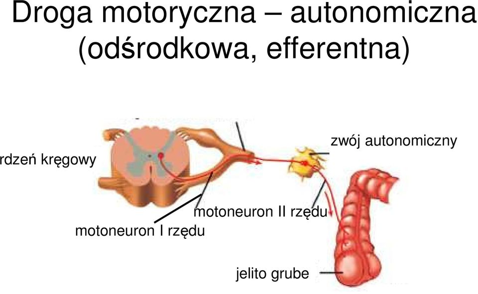 kręgowy zwój autonomiczny