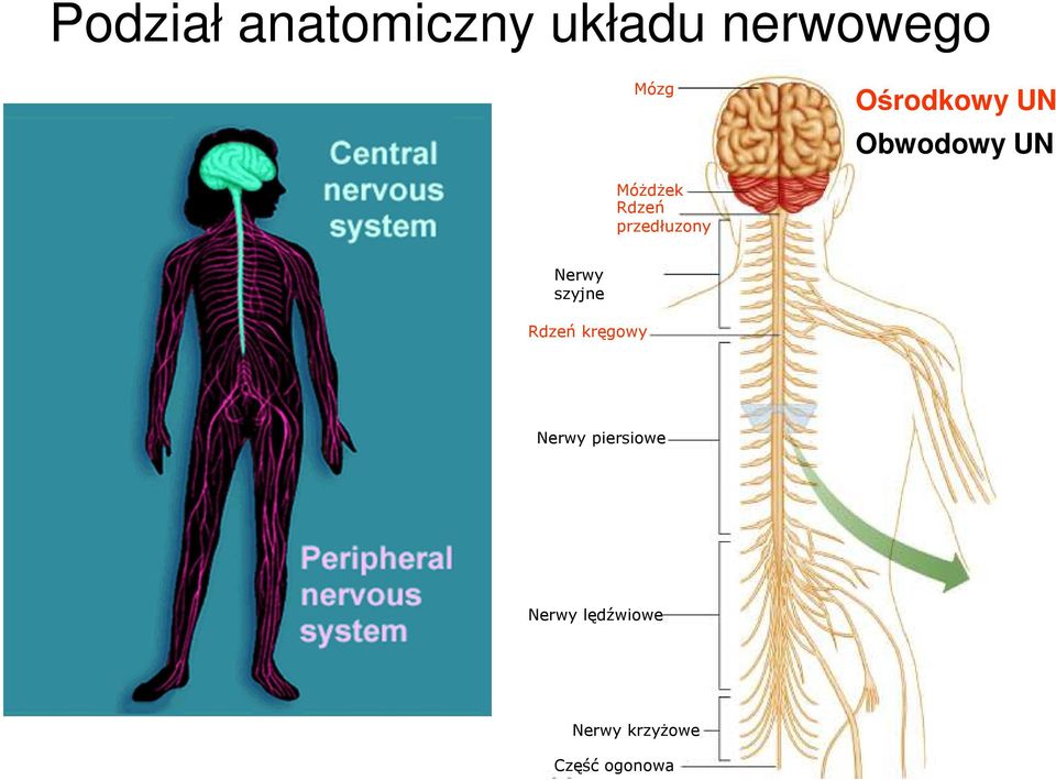 przedłuzony Nerwy szyjne Rdzeń kręgowy Nerwy