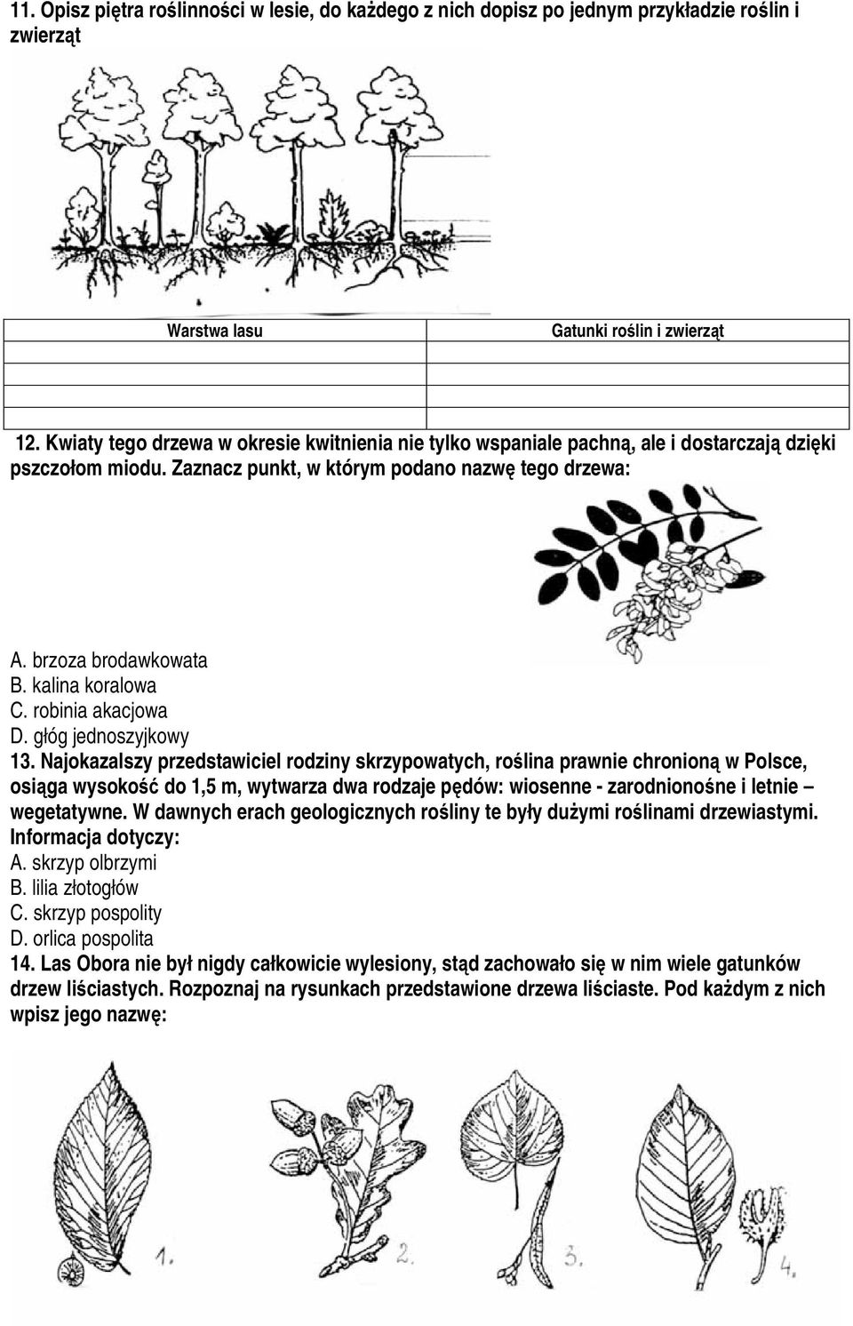 kalina koralowa C. robinia akacjowa D. głóg jednoszyjkowy 13.