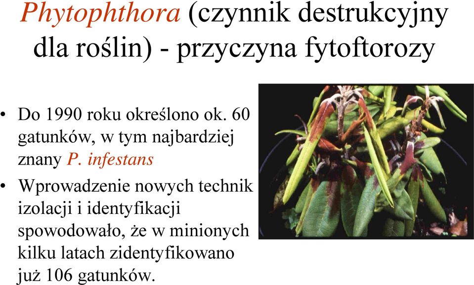 60 gatunków, w tym najbardziej znany P.