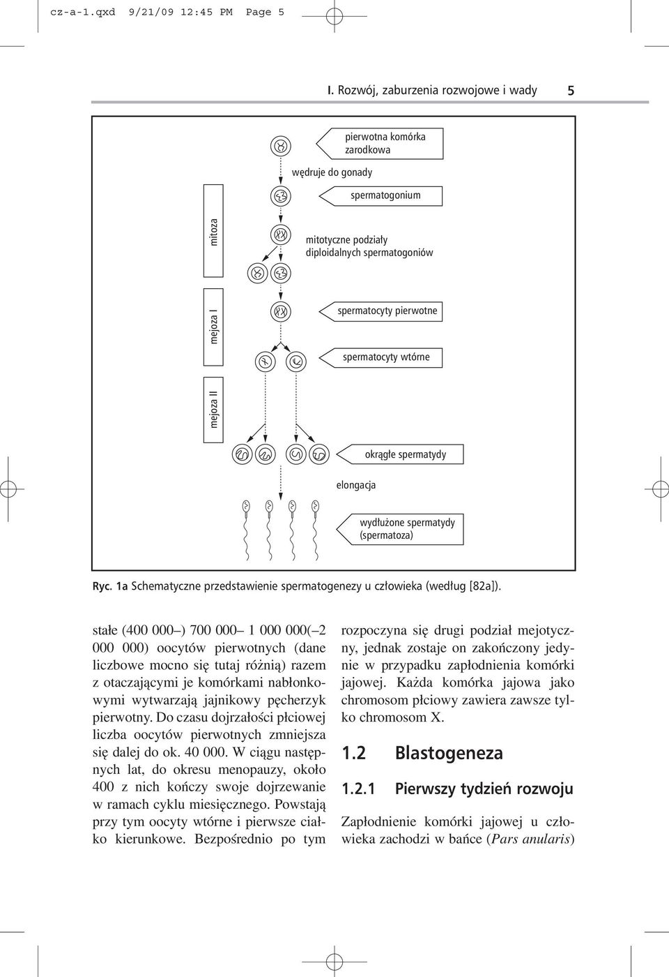 wtórne mejoza II okr¹g³e spermatydy elongacja wyd³u one spermatydy (spermatoza) Ryc. 1a Schematyczne przedstawienie spermatogenezy u człowieka (według [82a]).