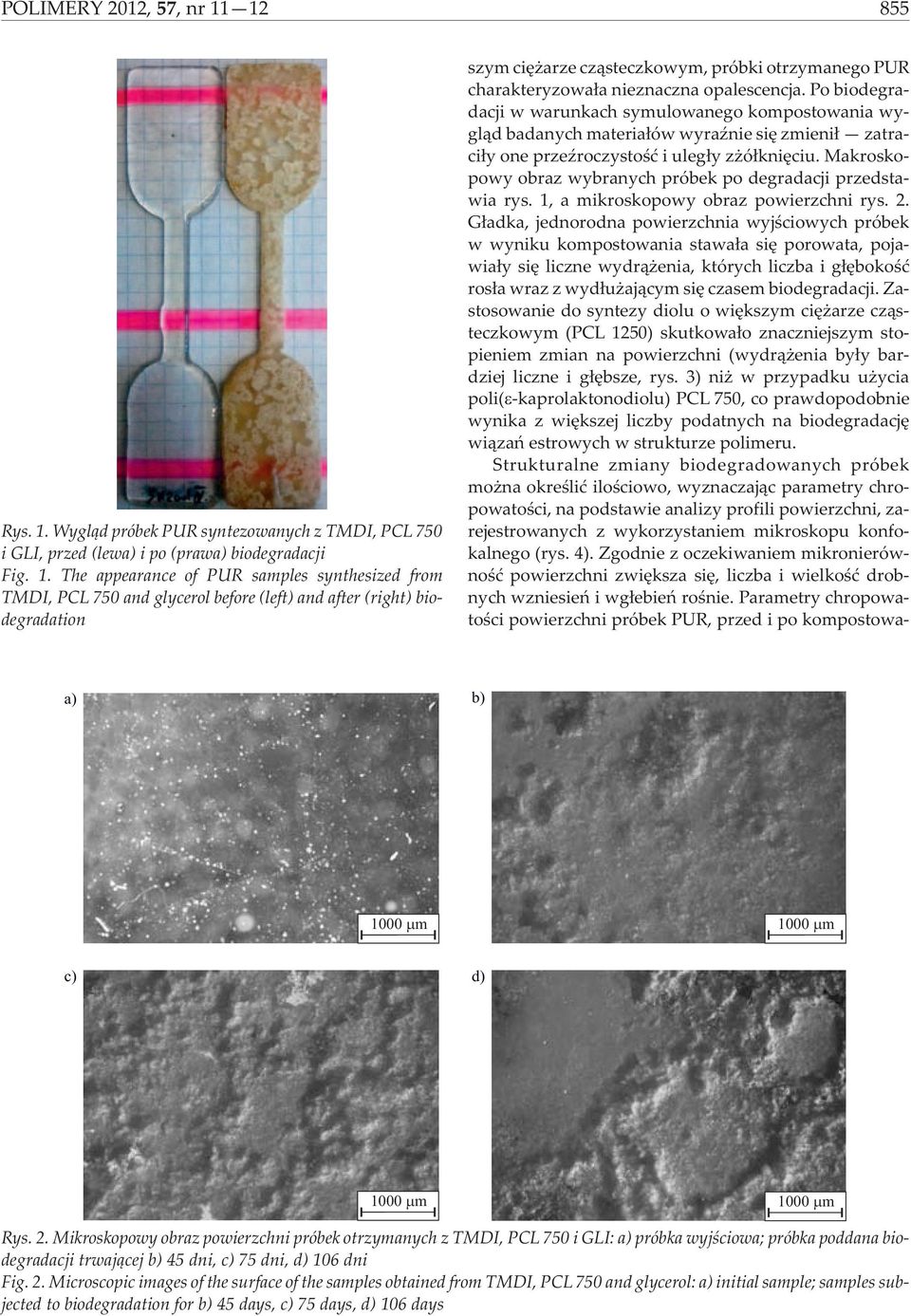 Wygl¹d próbek PUR syntezowanych z TMDI, PCL 75 i GLI, przed (lewa) i po (prawa) biodegradacji Fig. 1.