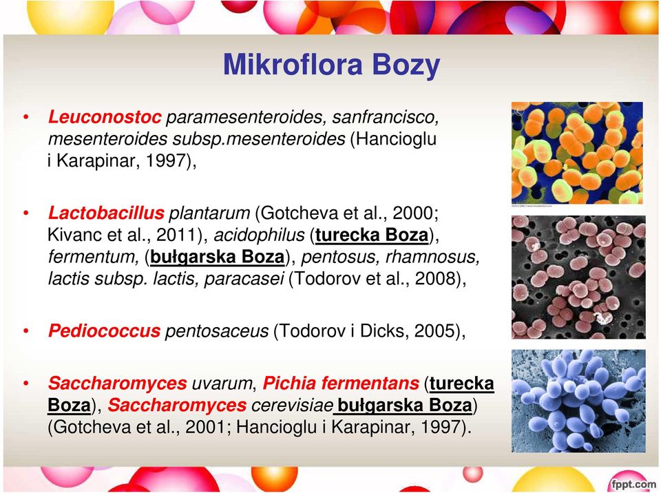 , 2011), acidophilus (turecka Boza), fermentum, (bułgarska Boza), pentosus, rhamnosus, lactis subsp.