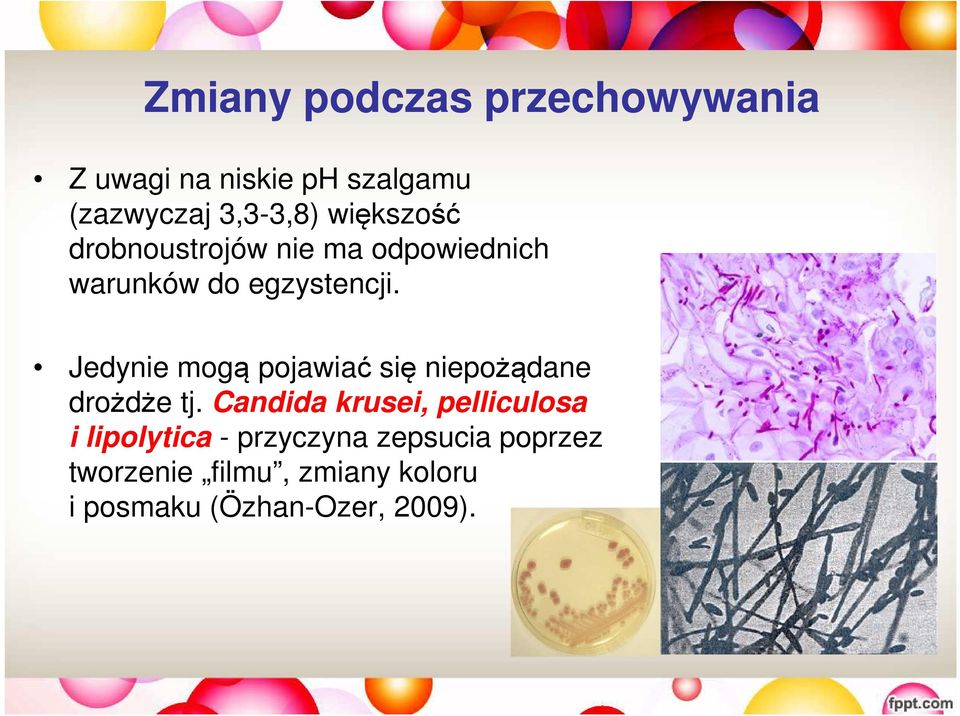 Jedynie mogą pojawiać się niepożądane drożdże tj.