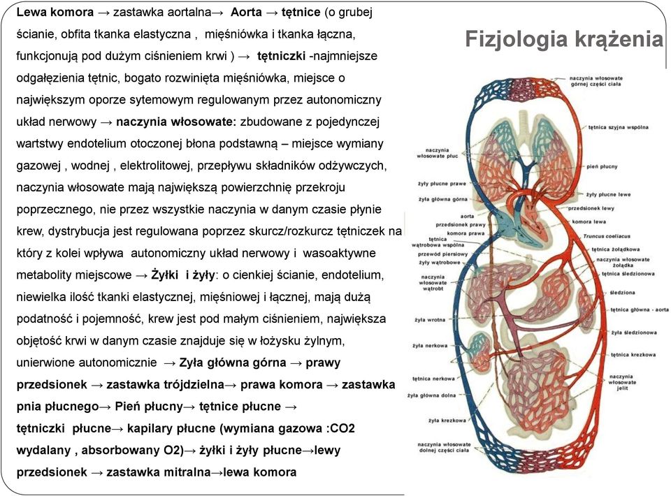 błona podstawną miejsce wymiany gazowej, wodnej, elektrolitowej, przepływu składników odżywczych, naczynia włosowate mają największą powierzchnię przekroju poprzecznego, nie przez wszystkie naczynia