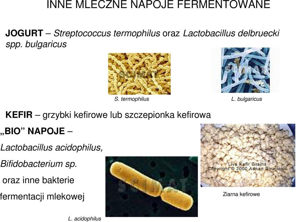 bulgaricus KEFIR grzybki kefirowe lub szczepionka kefirowa BIO NAPOJE