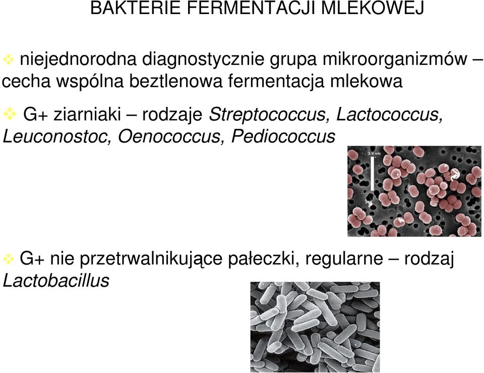 ziarniaki rodzaje Streptococcus, Lactococcus, Leuconostoc,