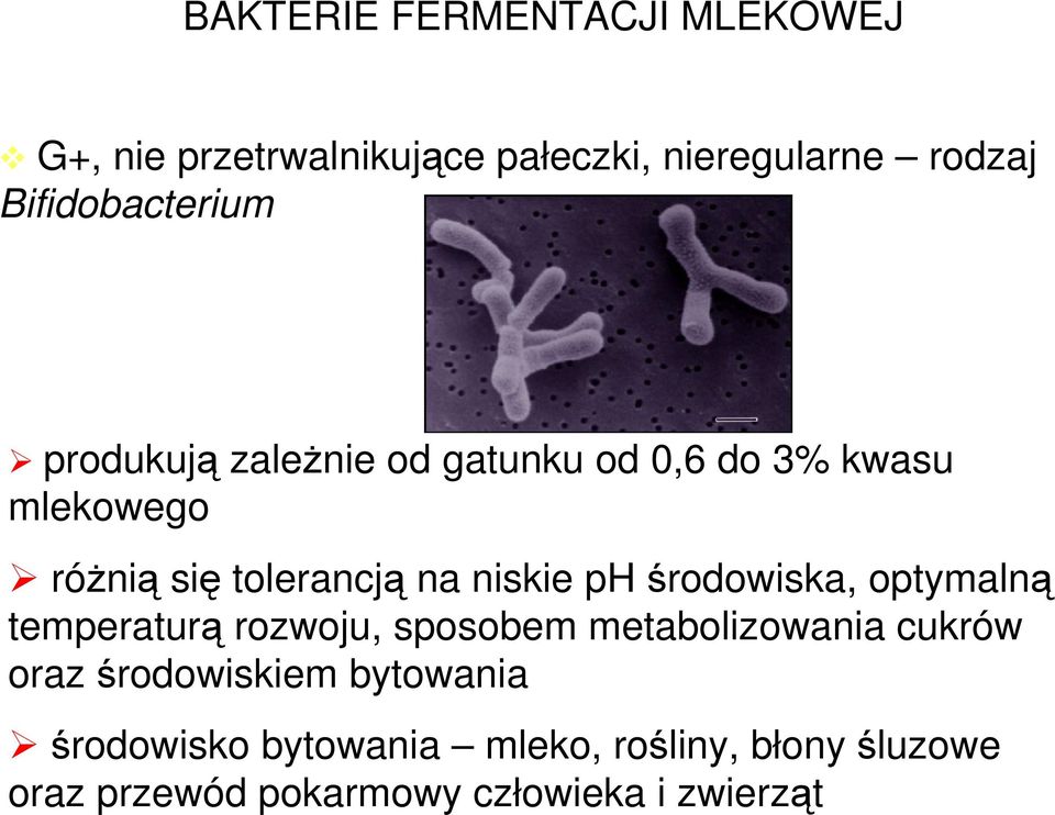 na niskie ph środowiska, optymalną temperaturą rozwoju, sposobem metabolizowania cukrów oraz