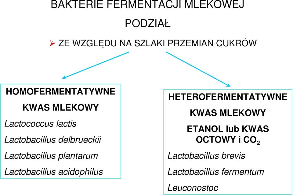 Lactobacillus plantarum Lactobacillus acidophilus HETEROFERMENTATYWNE KWAS