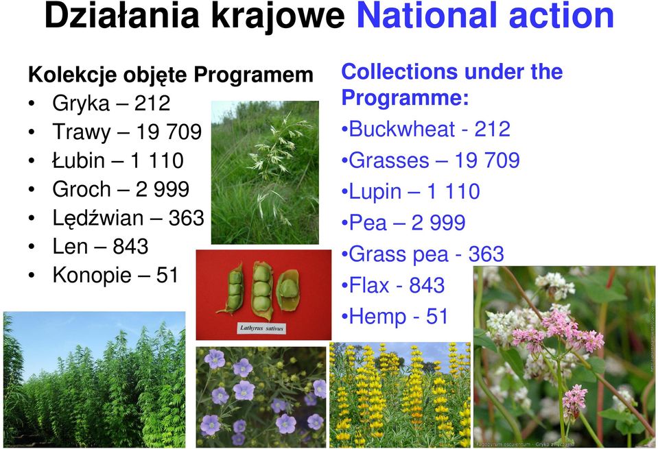 Konopie 51 Collections under the Programme: Buckwheat - 212