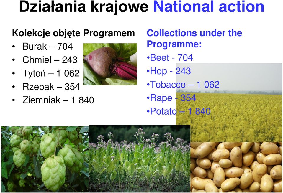 Ziemniak 1 840 Collections under the Programme: Beet