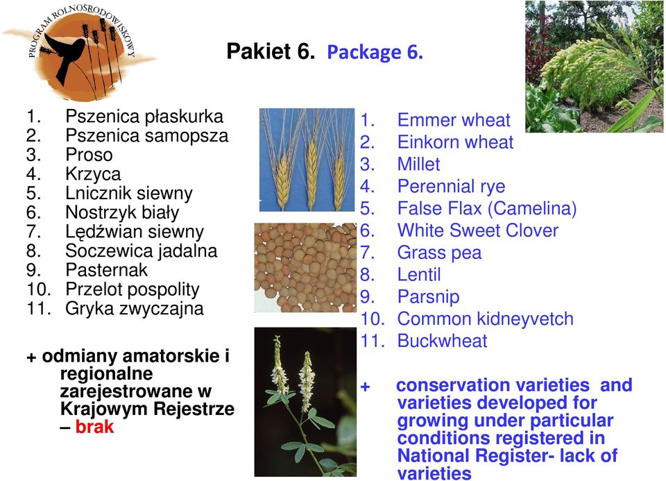 Emmer wheat 2. Einkorn wheat 3. Millet 4. Perennial rye 5. False Flax (Camelina) 6. White Sweet Clover 7. Grass pea 8. Lentil 9. Parsnip 10.