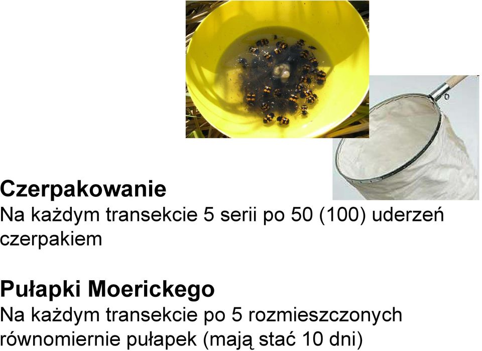 Na kaŝdym transekcie po 5