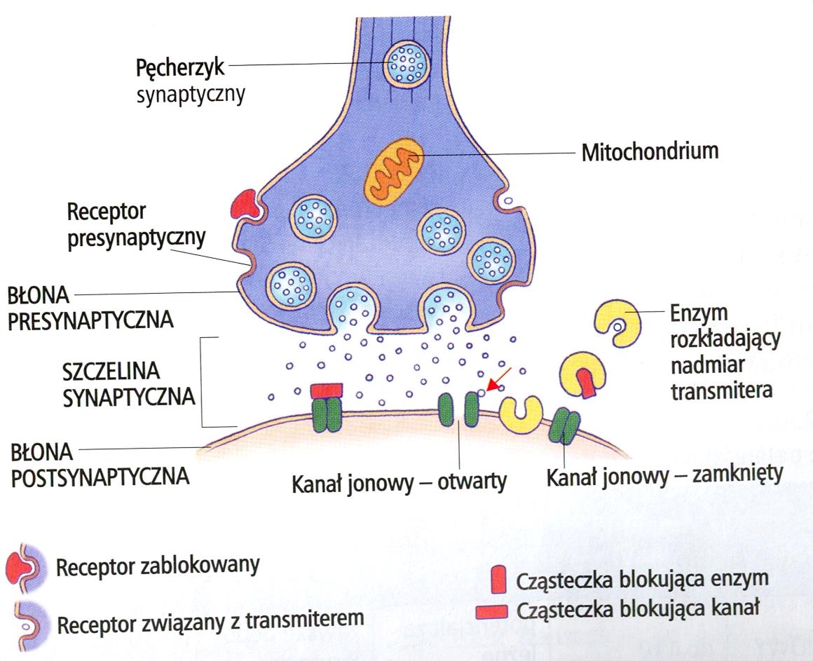 Kolbka synap- tyczna synapsa Receptor zablokowany Receptor związany z ligandem Enzym zablokowany Kanał zblokowany Wydzielane na synapsach neurotransmitery dyfundują
