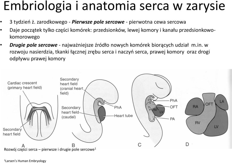 komory i kanału przedsionkowokomorowego Drugie pole sercowe - najważniejsze źródło nowych komórek biorących udział m.in.