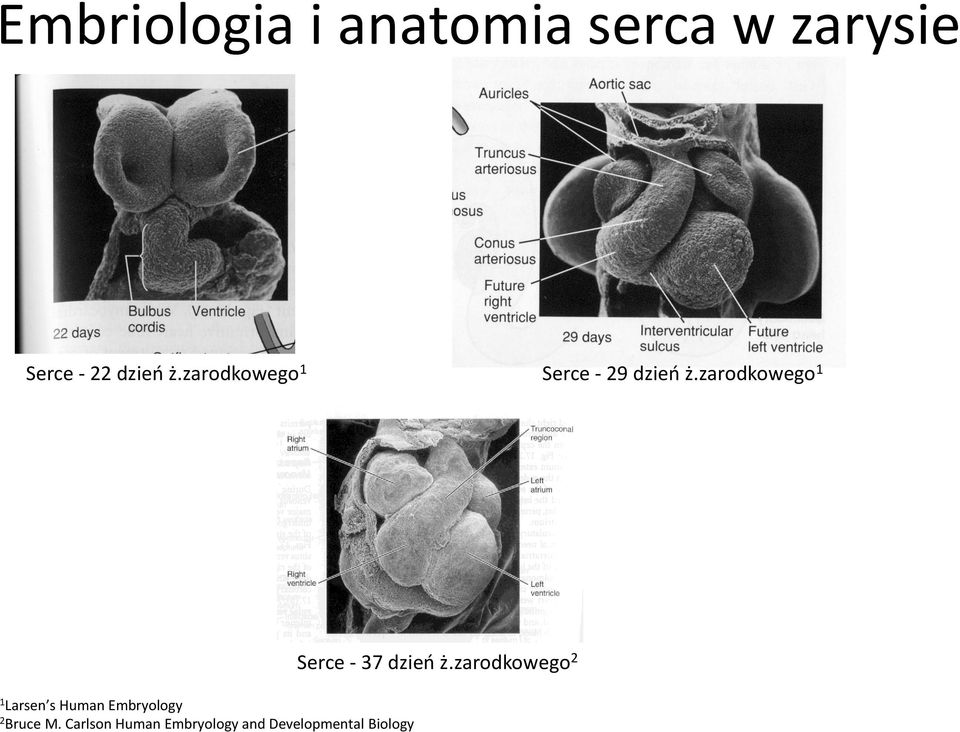 zarodkowego 1 1 Larsen s Human Embryology 2 Bruce M.