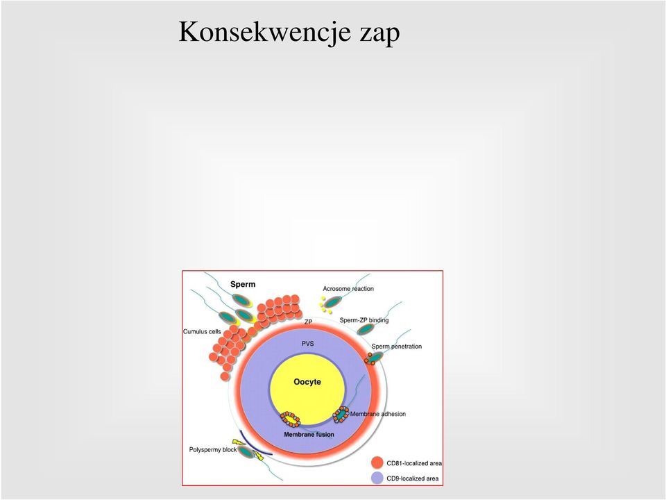 matki, połowa od ojca Determinacja chromosomowa płci zarodka plemnik z chromosomem X płeć