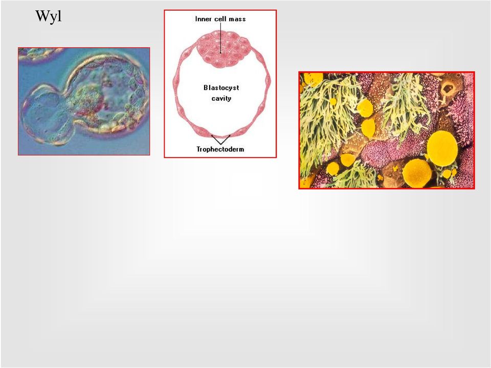endometrium w fazie