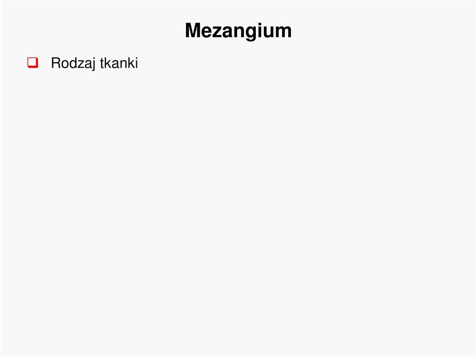 Mezangium wewnętrzne: Zdolność do fagocytozy cząsteczek po filtracji Odgrywają rolę błony podstawnej