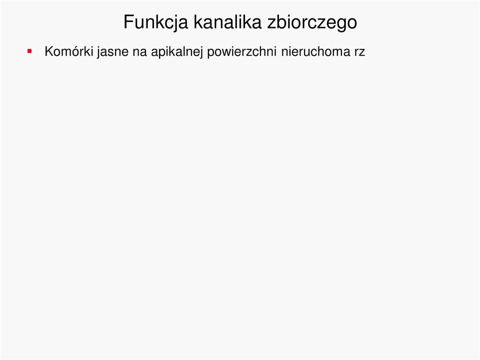 Policystyna 1 udział w połączeniu pomiędzy komórkami; policystyna 2 kanał dla wapnia.