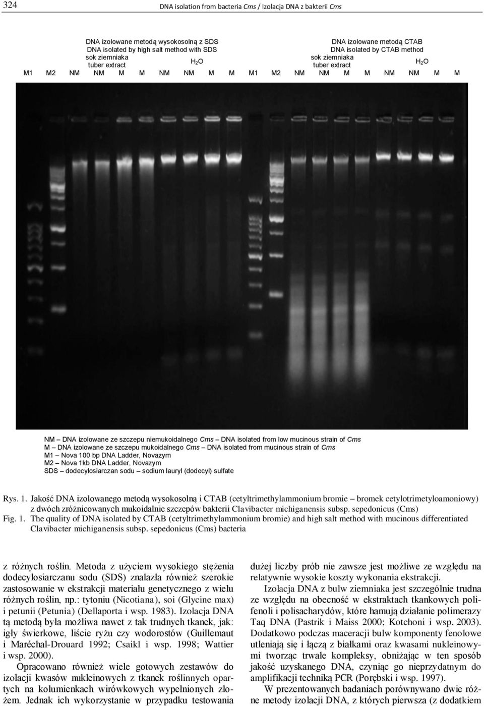 mucinous strain of Cms M DNA izolowane ze szczepu mukoidalnego Cms DNA isolated from mucinous strain of Cms M1 Nova 100 bp DNA Ladder, Novazym M2 Nova 1kb DNA Ladder, Novazym SDS dodecylosiarczan