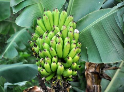 Tytoń główni producenci Malawi Owoce Cytrusy - większość odmian pochodzi z Azji, uprawy koncentrują się w strefie podzwrotnikowej i zwrotnikowej (odmiany morskie) Banany - pochodzą z Azji,