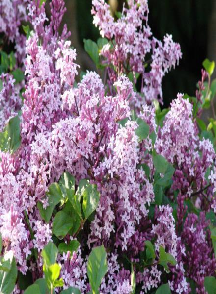 KRZEWY Beberis thunberga /berberys Thunberga/ odmiany o liściach czerwonych i zielonych, kolczasty proponowany na żywopłoty osłaniające tereny zieleni.