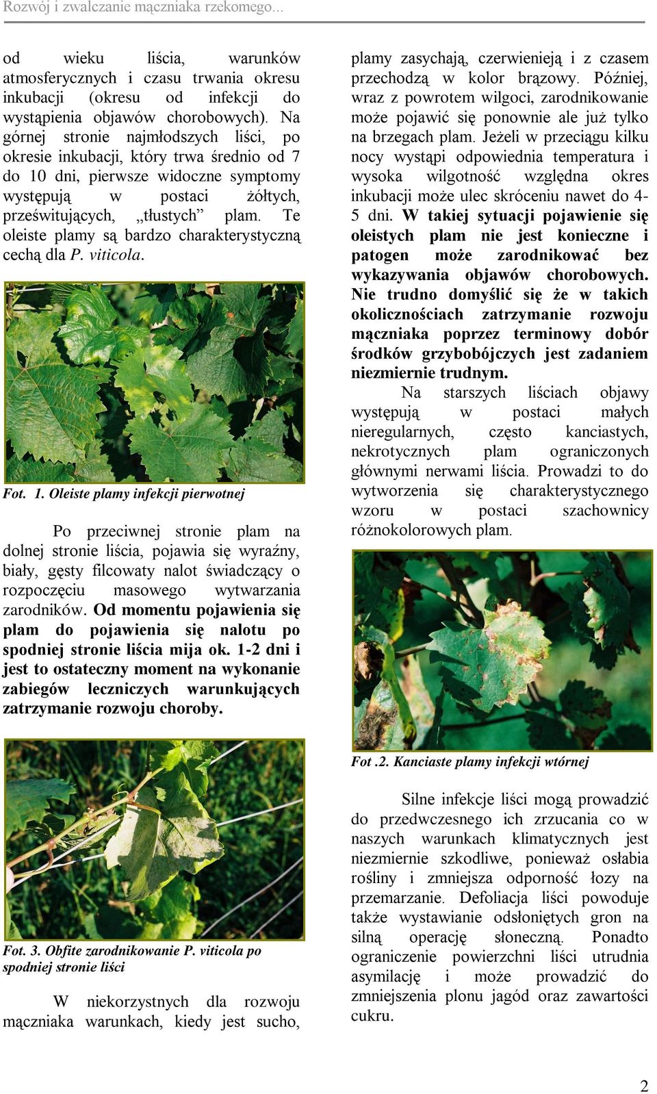Te oleiste plamy są bardzo charakterystyczną cechą dla P. viticola. Fot. 1.