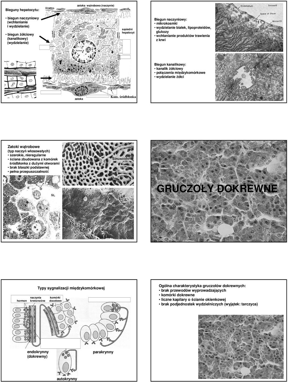 śródbłonka zatoka Zatoki wątrobowe (typ naczyń włosowatych) szerokie, nieregularne ściana zbudowana z komórek śródbłonka z duŝymi otworami brak blaszki podstawnej pełna przepuszczalność GRUCZOŁY