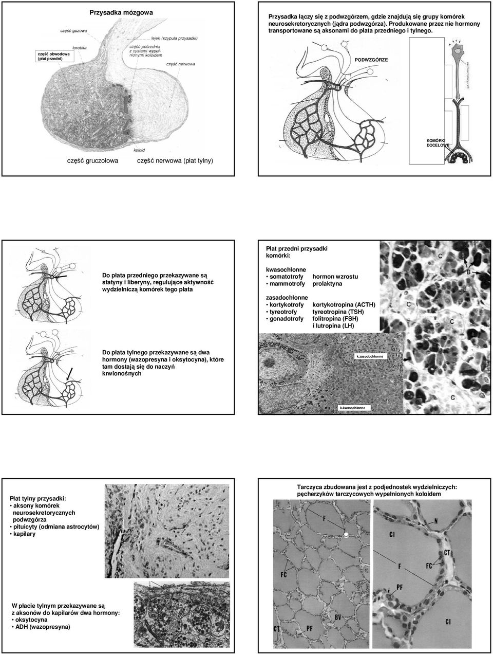 część obwodowa (płat przedni) PODWZGÓRZE KOMÓRKI DOCELOWE część gruczołowa część nerwowa (płat tylny) Płat przedni przysadki komórki: Do płata przedniego przekazywane są statyny i liberyny,