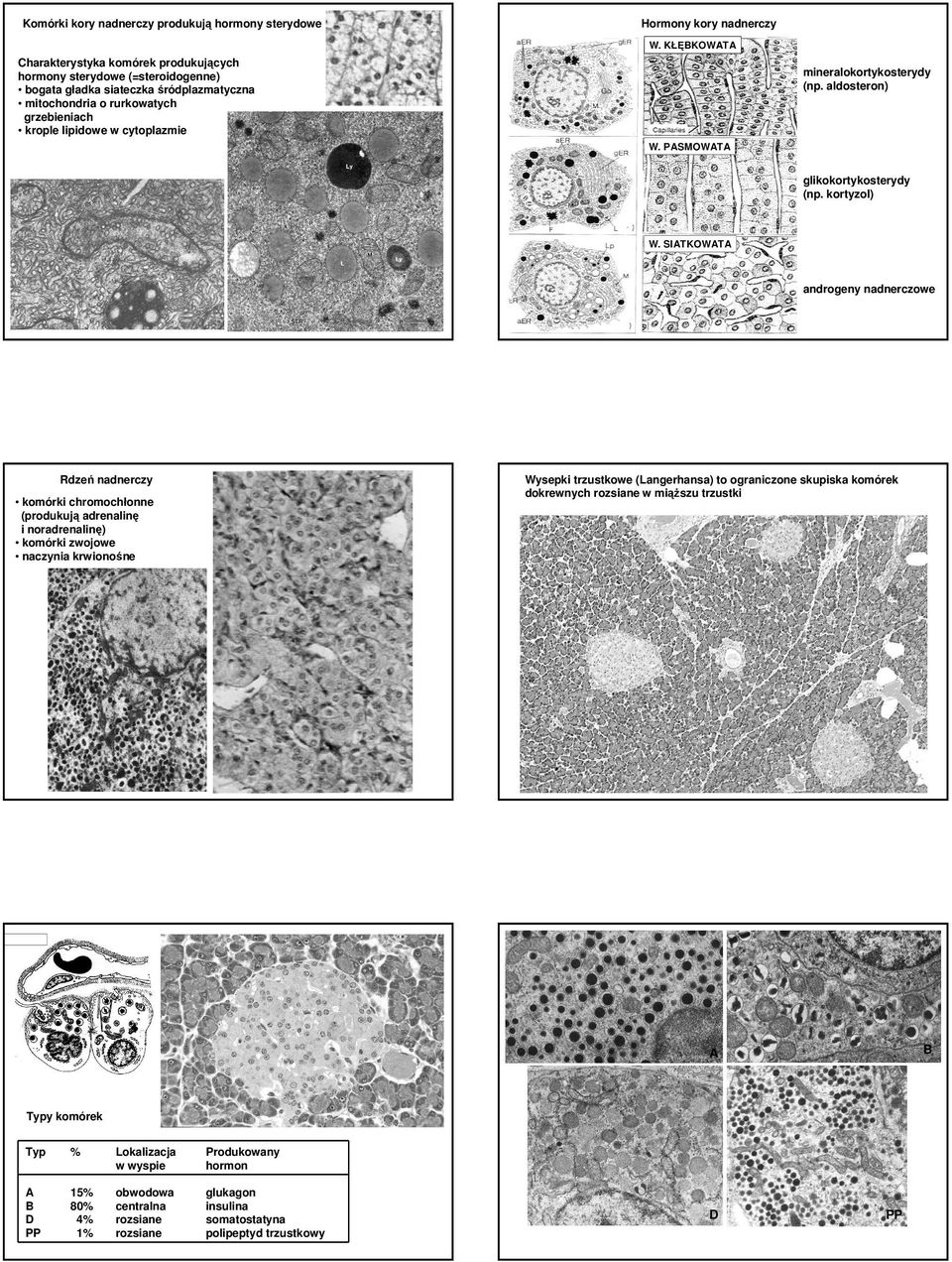 mineralokortykosterydy (np. aldosteron) W. PASMOWATA glikokortykosterydy (np. kortyzol) W.