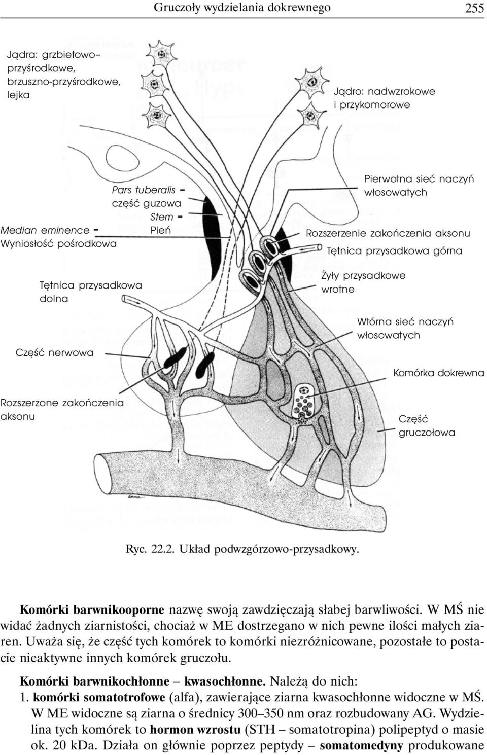 przysadkowe wrotne Wtórna sieć naczyń włosowatych Komórka dokrewna Część gruczołowa Ryc. 22.2. Układ podwzgórzowo-przysadkowy. Komórki barwnikooporne nazwę swoją zawdzięczają słabej barwliwości.