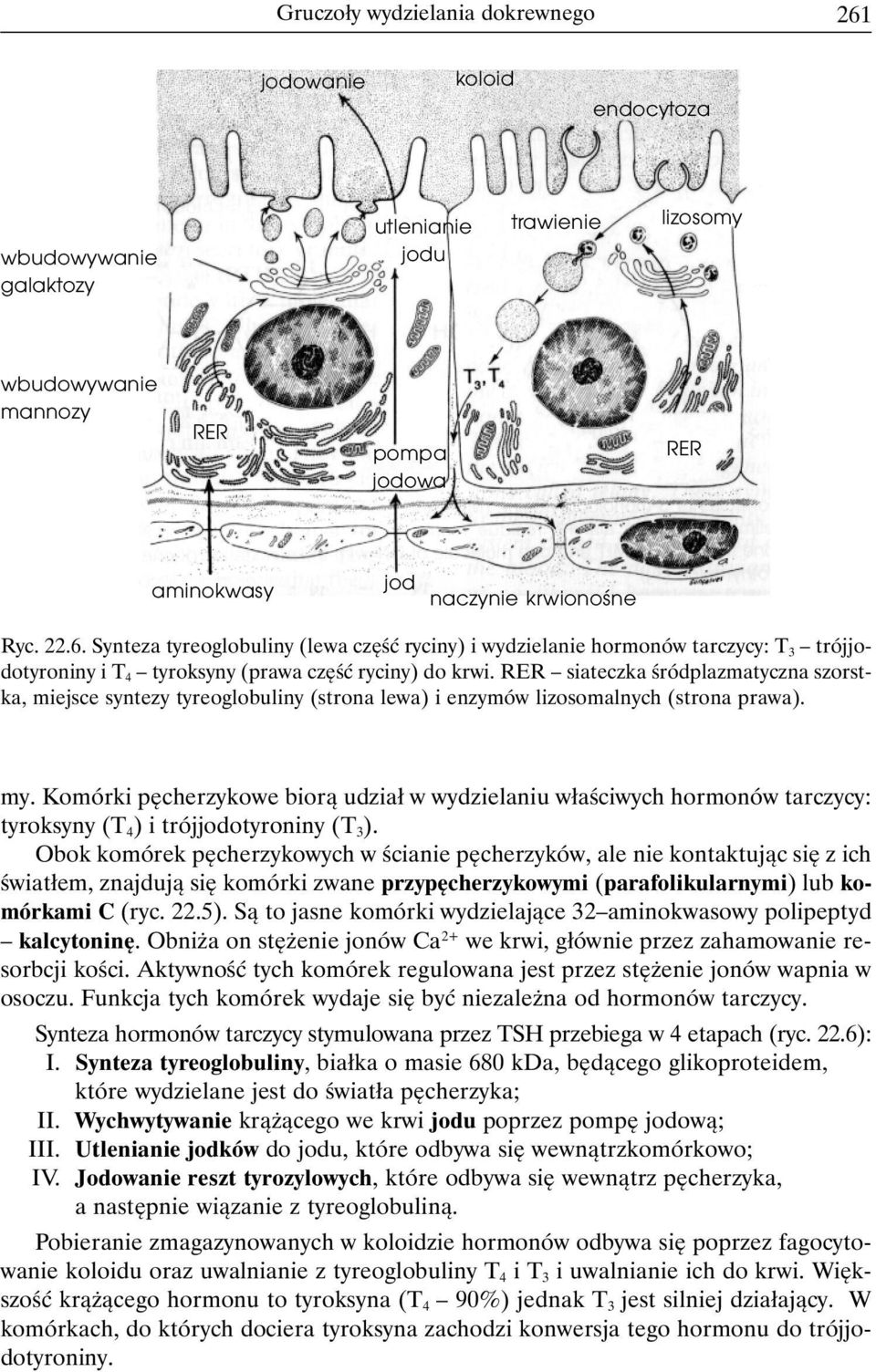 RER siateczka śródplazmatyczna szorstka, miejsce syntezy tyreoglobuliny (strona lewa) i enzymów lizosomalnych (strona prawa). my.