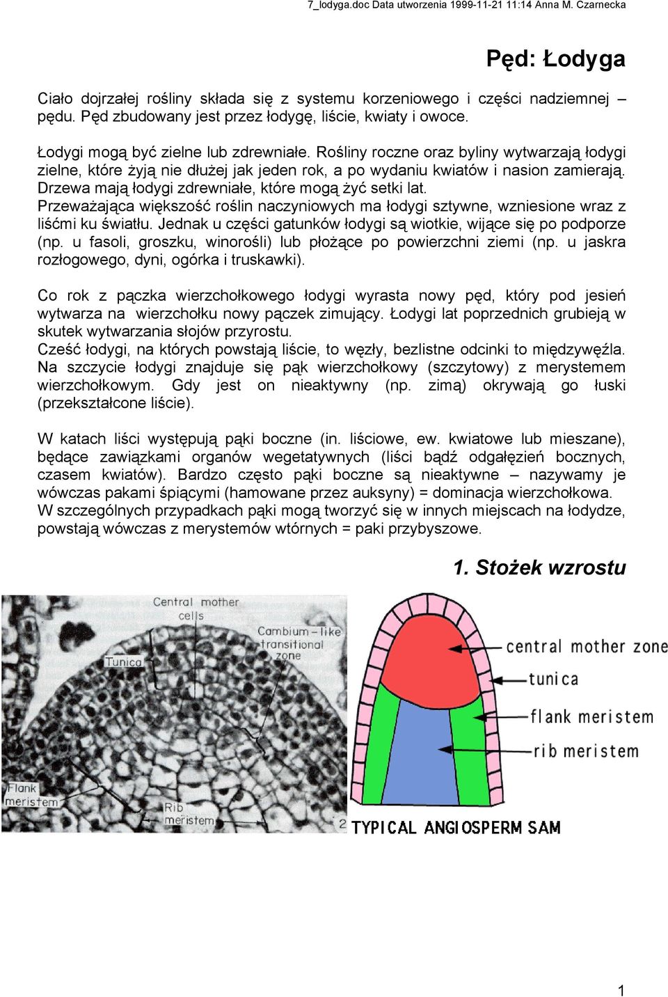 Przeważająca większość roślin naczyniowych ma łodygi sztywne, wzniesione wraz z liśćmi ku światłu. Jednak u części gatunków łodygi są wiotkie, wijące się po podporze (np.