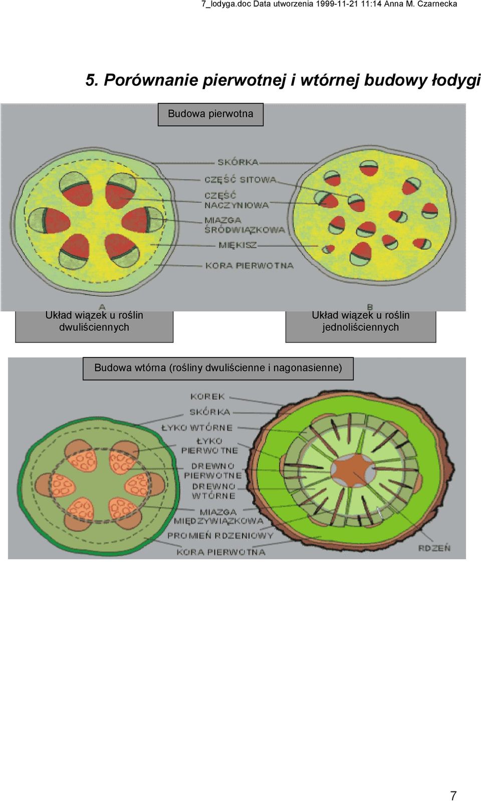 dwuliściennych Układ wiązek u roślin
