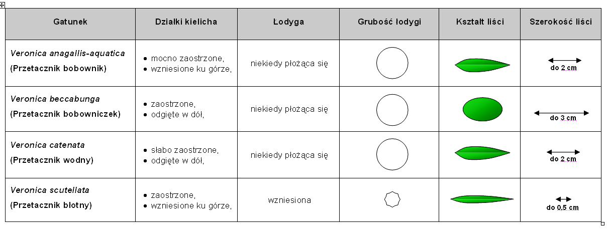 Porównanie