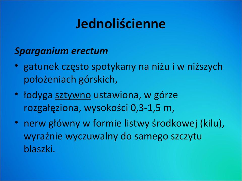 w górze rozgałęziona, wysokości 0,3-1,5 m, nerw główny w formie