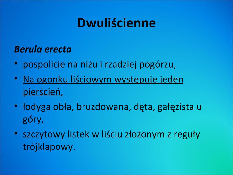 pierścień, łodyga obła, bruzdowana, dęta, gałęzista u