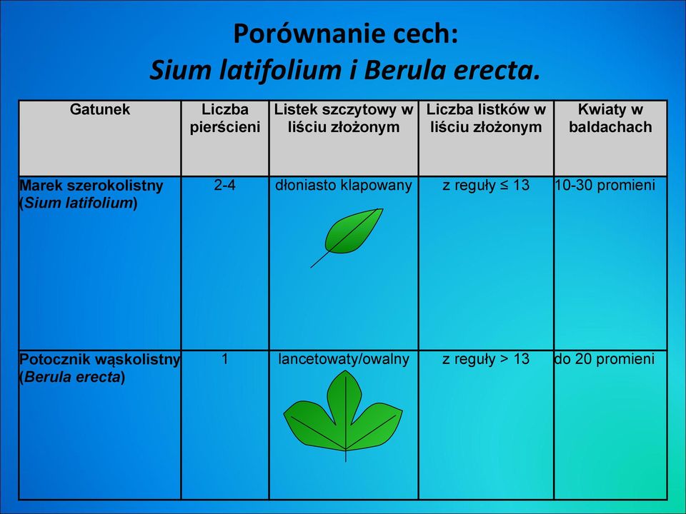 Liczba Listek szczytowy w Liczba listków w pierścieni liściu złożonym liściu