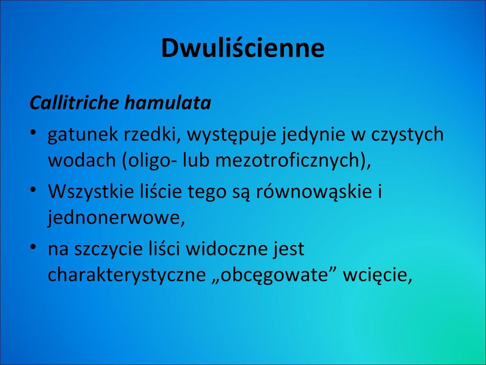 Wszystkie liście tego są równowąskie i jednonerwowe, na