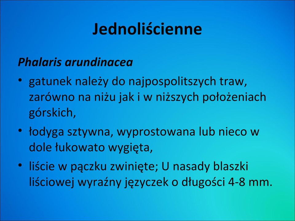 sztywna, wyprostowana lub nieco w dole łukowato wygięta, liście w