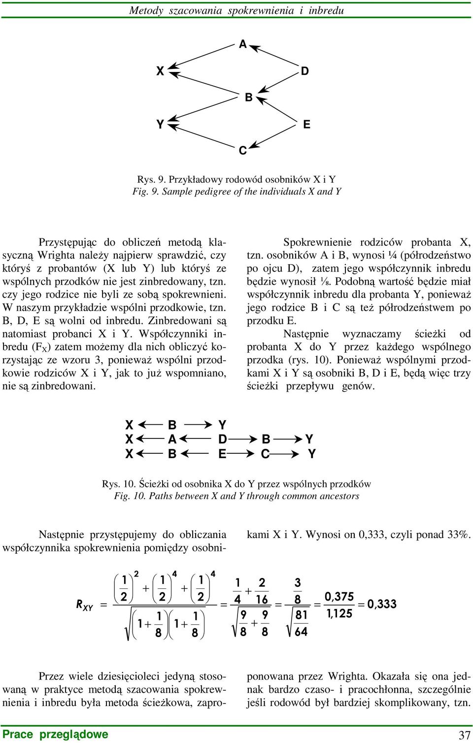 Sample pedigree of the individuals and Y Przystępując do obliczeń metodą klasyczną Wrighta naleŝy najpierw sprawdzić, czy któryś z probantów ( lub Y) lub któryś ze wspólnych przodków nie jest