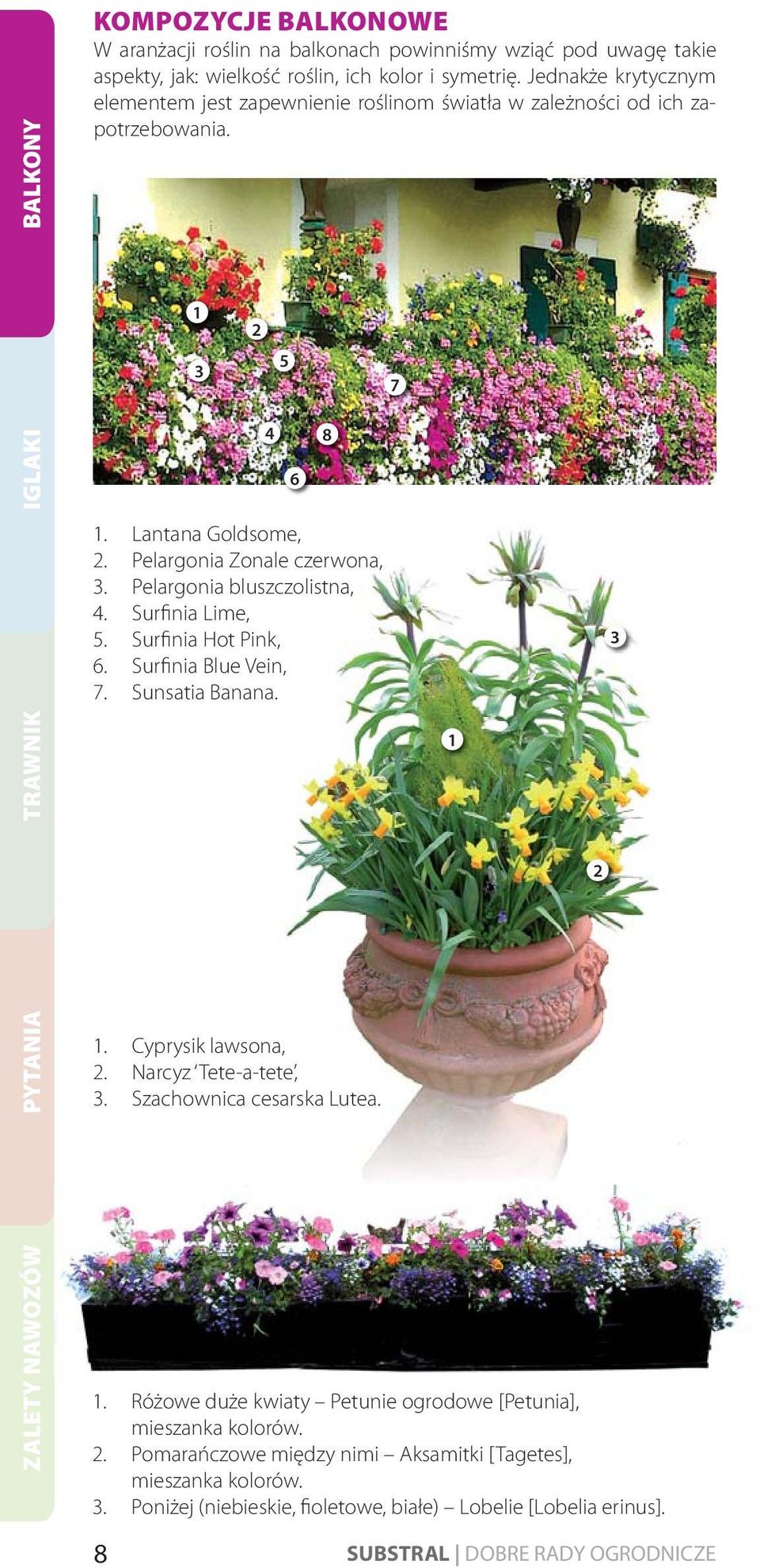 Pelargonia bluszczolistna, 4. Surfinia Lime, 5. Surfinia Hot Pink, 6. Surfinia Blue Vein, 7. Sunsatia Banana. 2 5 4 8 1. Cyprysik lawsona, 2. Narcyz Tete-a-tete, 3.
