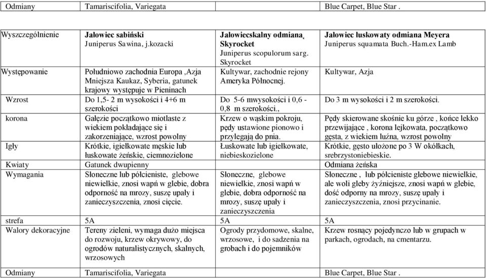 Skyrocket Kultywar, zachodnie rejony Ameryka Północnej. Jałowiec łuskowaty odmiana Meyera Juniperus squamata Buch.-Ham.