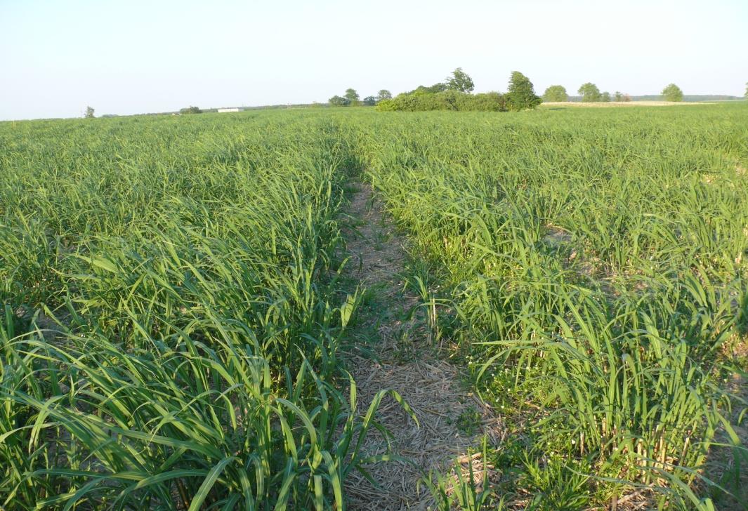 Plantacje produkcyjne ocena stanu doświadczeń po zimie 2010/2011 Ciechocin, miskant olbrzymi, nasadzenia 2009 Na powierzchni 10 ha, obsadzonej materiałem komercyjnym miskanta olbrzymiego, stwierdzono