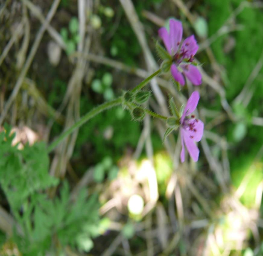 Ciechocin ocena zachwaszczenia Bodziszek drobny Geranium pu