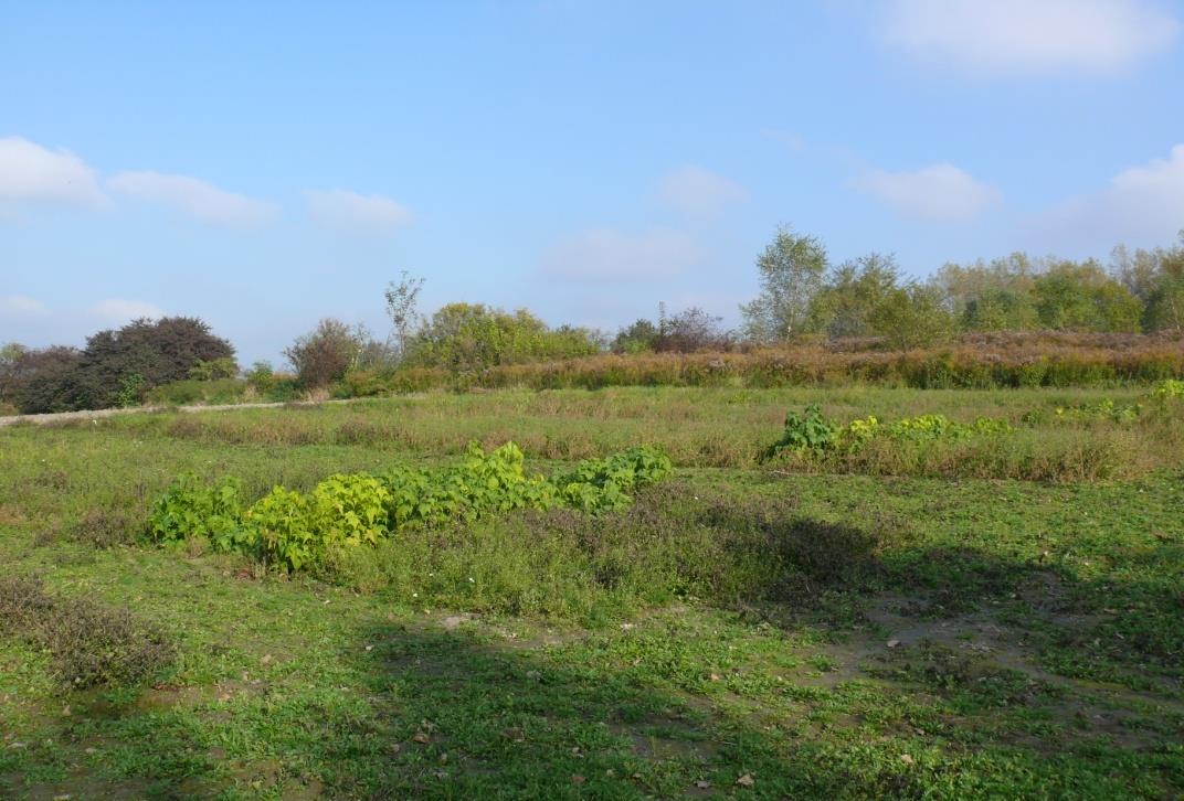 Doświadczenia ścisłe (oceniano 8 gatunków roślin, w tym 5 wieloletnich gatunków traw oraz 3 gatunki dwuliściennych bylin) Marcelewo KPEC Bydgoszcz Marcelewo k.