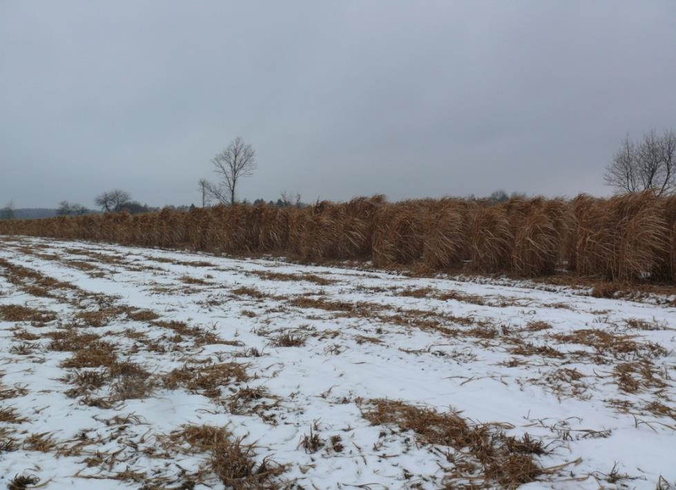 Plantacje produkcyjne Nowy Dwór Elbląski Bio-Energia Tolkmicko Ciechocin Grupa PEP Warszawa Drewnowo Bio-Energia Tolkmicko, Agro-Energia Rogity Nowy Dwór Elbląski żyzne mady zaliczane do II - III