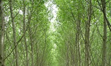 Wytyczne plantacyjnej uprawy topoli zalecają zakładanie plantacji na siedliskach lasu wilgotnego, lasu łęgowego i olsu jesionowego.