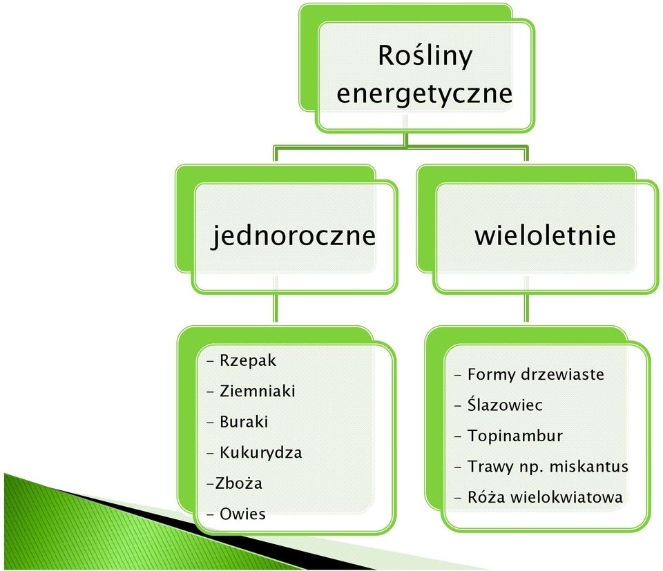 -Owies - Formy drzewiaste -Ślazowiec -